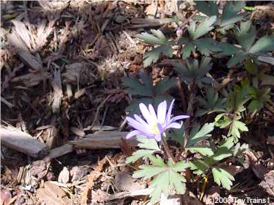 2003 anemone