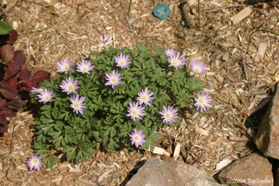 2004 anemone