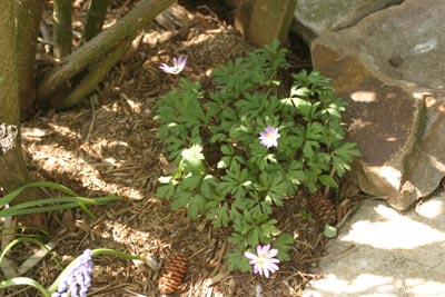 2004 anemone