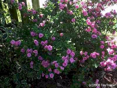 1999 rosebud azalea