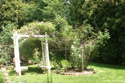 2004 back yard garden