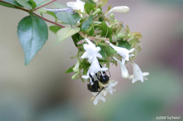 2006 Bumblebee on Abelia
