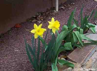 2000 daffodils
