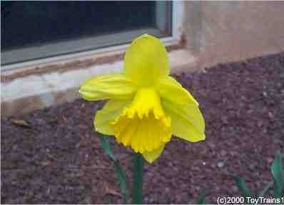 2000 daffodil