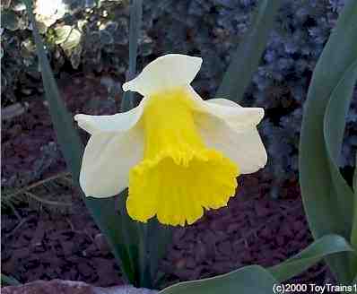 2000 daffodil