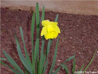 2001 daffodil