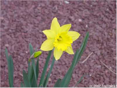 2002 Daffodil