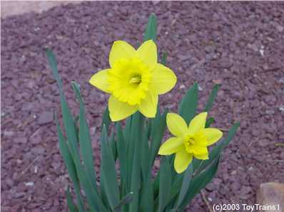 2003 Daffodils