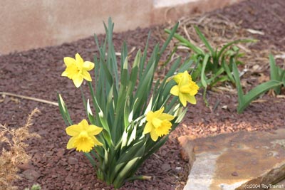 2004 Daffodils