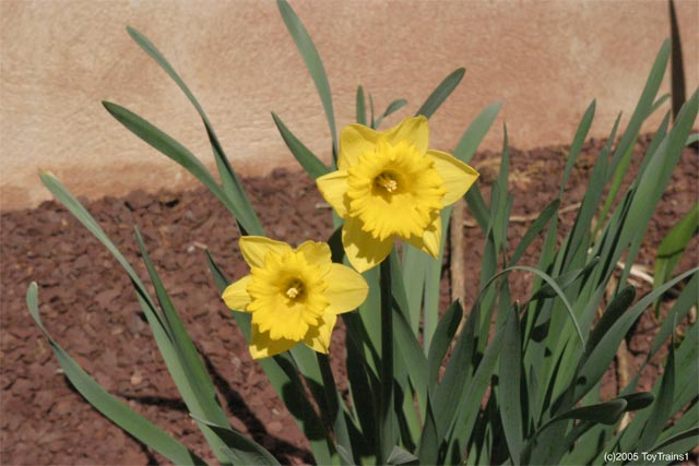 2005 Daffodils