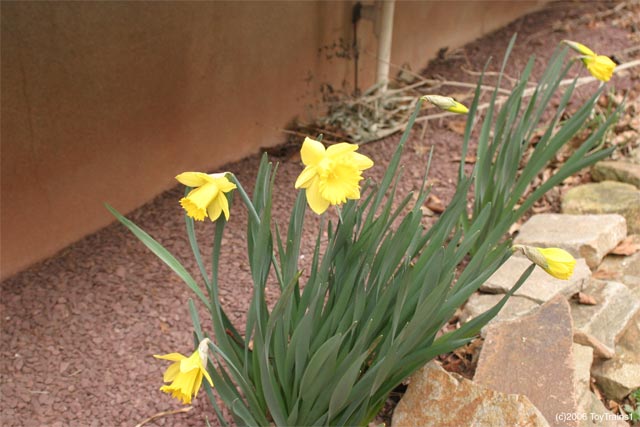 2006 Daffodils