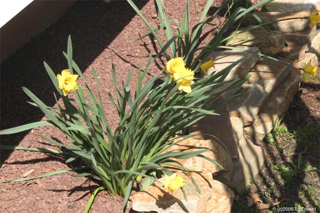 2006 Daffodils