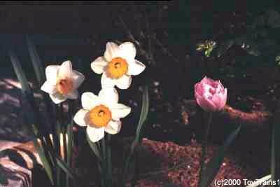 1999 daffodils