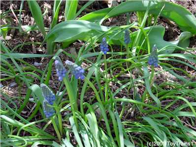 2003 Grape Hyacinths