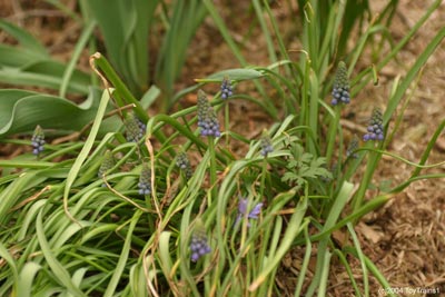 2004 Grape Hyacinths