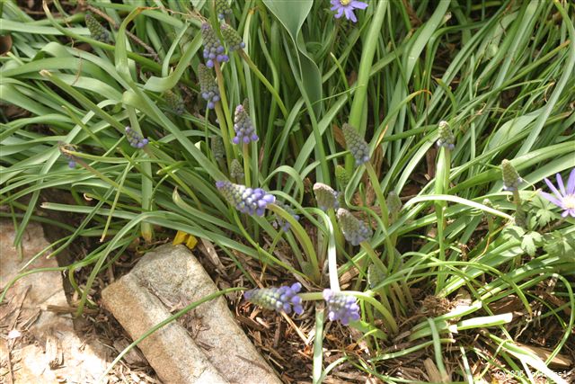 2006 Grape Hyacinths