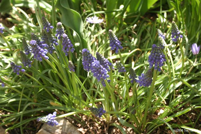 2006 Grape Hyacinths