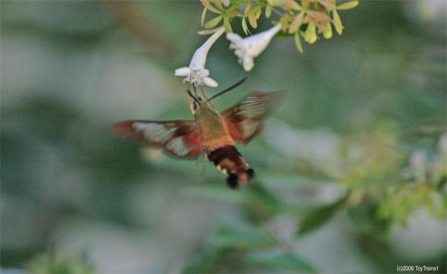 2006 Moth on Abelia