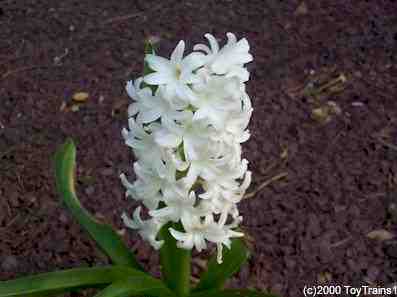 2000 hyacinth