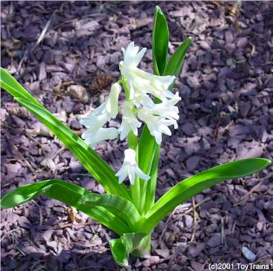 2001 hyacinth