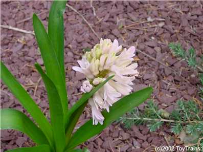 2002 hyacinth