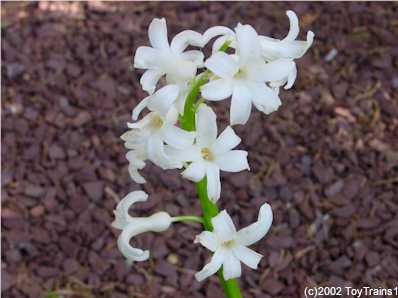 2002 Hyacinth