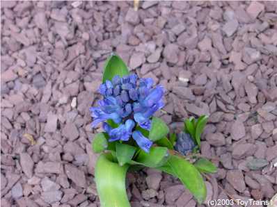 2003 Hyacinths