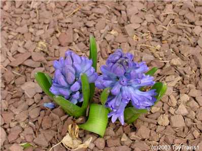 2003 Hyacinths