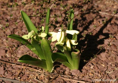2004 Hyacinths