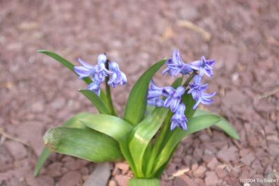 2004 Hyacinths