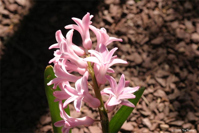 2006 Hyacinths