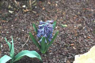1999 hyacinth