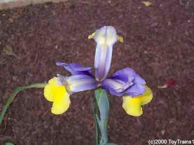 1999 iris