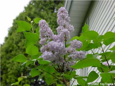 2002 Lilac