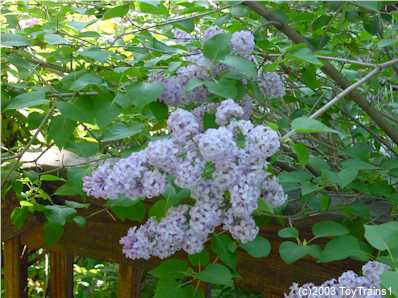 2003 Lilac