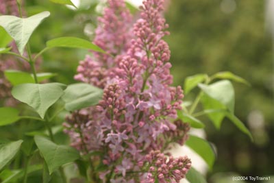 2004 Lilac