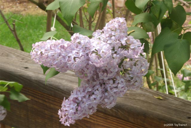2005 Lilac