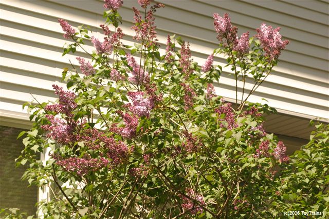 2006 Lilac