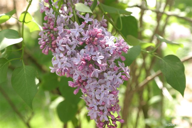 2006 Lilac