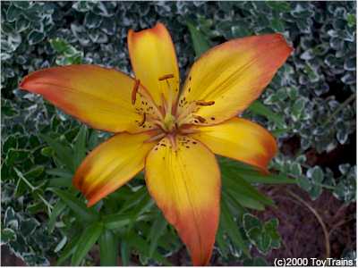2000 asiatic lily