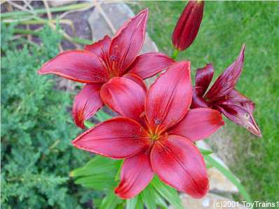 2001 asiatic lily