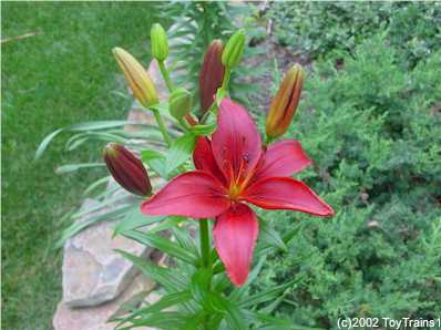 2002 asiatic lily
