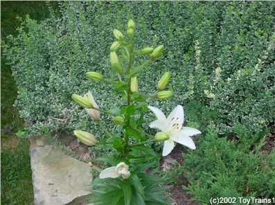 2002 asiatic lily
