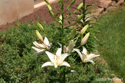 2003 asiatic lily