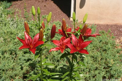 2004 asiatic lily
