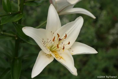 2004 asiatic lily