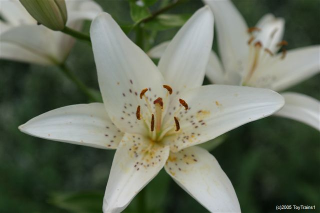 2005 asiatic lily