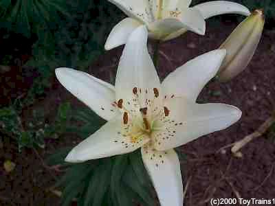 1999 asiatic lily