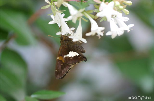 2006 Silver Spotted Skipper on Abelia