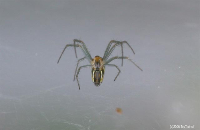2006 Spider on Abeila